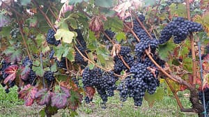 valmalesina